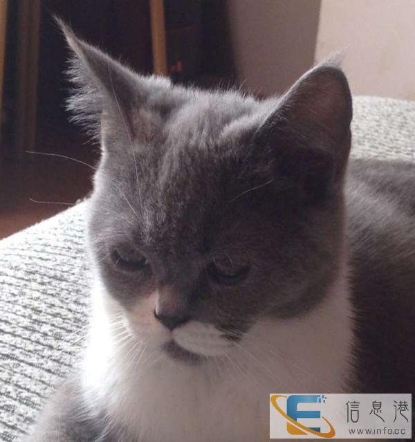 家养小猫咪 寻找爱心的你