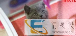 英短一蓝白一蓝猫一银渐层 金吉拉一美短宠物猫 可上门挑选