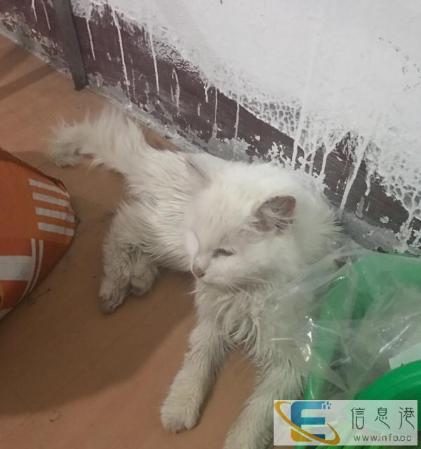 波斯猫出售纯种