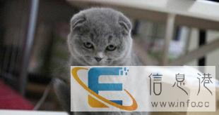宠物小猫咪纯种英国短毛猫英短蓝猫立耳折耳活体幼猫幼