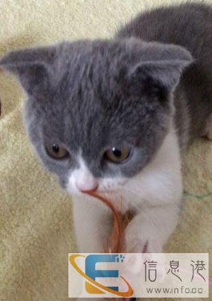 宠物店英国短毛猫 英短 活体猫咪 纯种猫