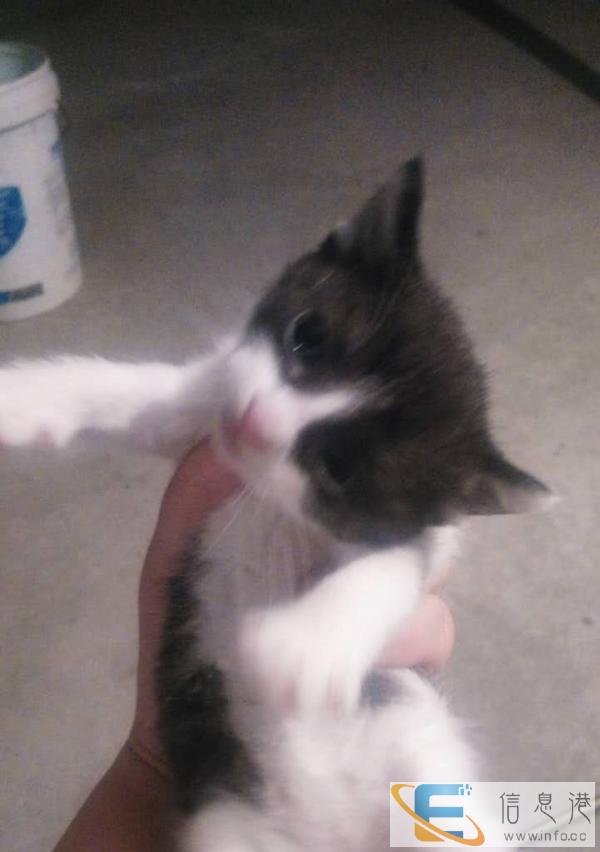 自家新生小猫仔