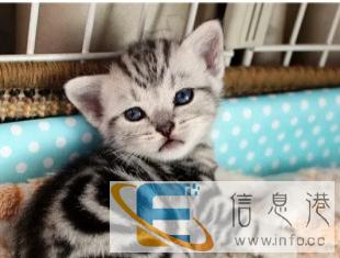 美短虎斑弟弟美国短毛可爱小型宠物猫咪