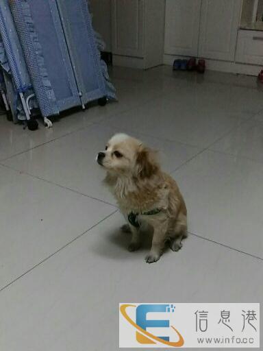 1岁的蝴蝶犬赠送