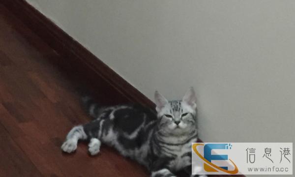 自家健康美短有偿收养