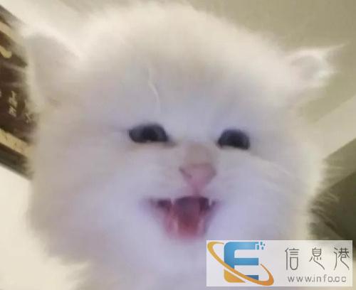 特价波斯猫 疫苗 驱虫已做低价出售 保证健康