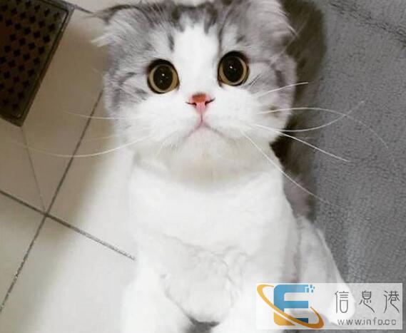 出生3个月零5天的折耳猫4只