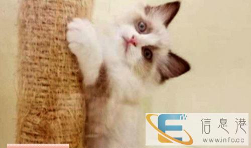 纯家养进口布偶猫 海豹蓝双色 手套重点色 公母都