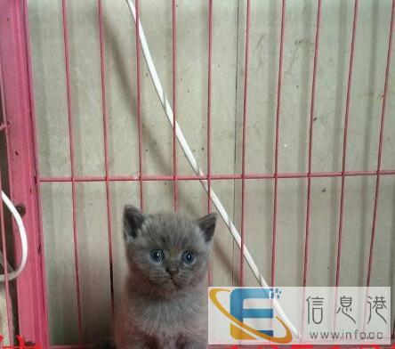 英短蓝猫大包子弟弟找新家