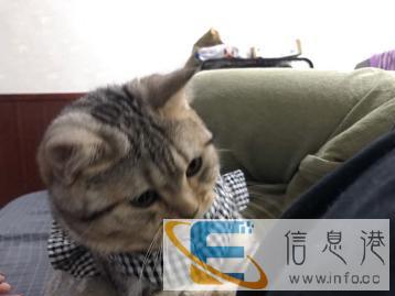 可爱美短鱼骨纹糖糖妹妹找老公啦