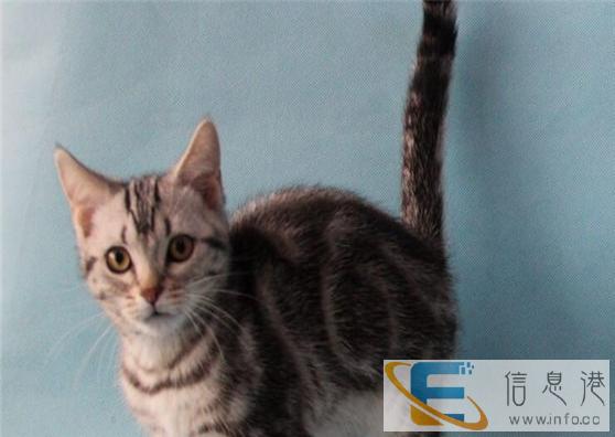 较棒的虎斑猫在这 他们都选这家 精品虎斑 有口皆碑