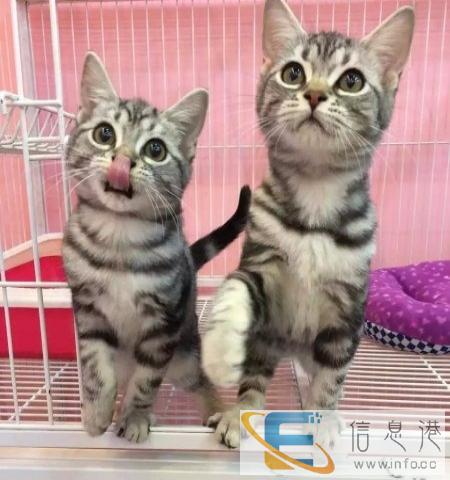 出售高品质虎斑猫幼猫权威认证 健康有保