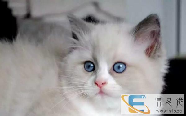 可爱布偶猫找新家