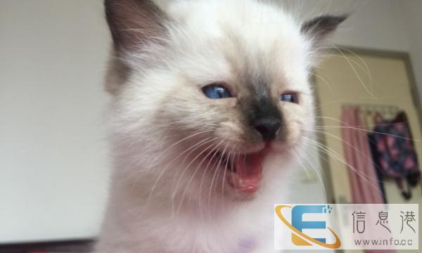 布偶猫重点的三公接受预定