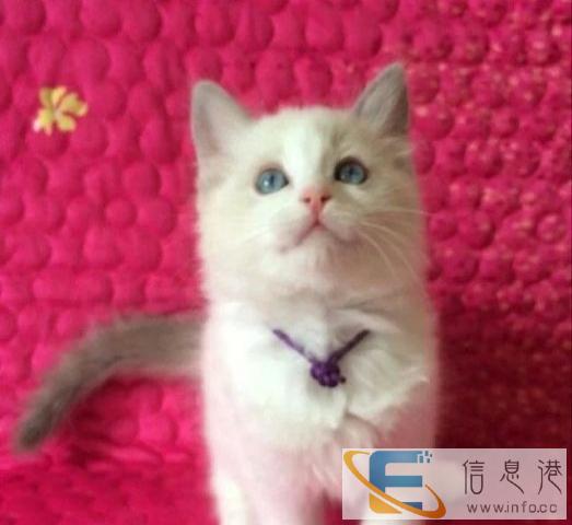 双C血统 五代证书 绿纸齐全 精品布偶猫