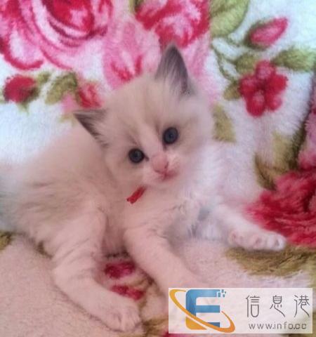 出售纯种漂亮帅气的布偶猫 重点色海豹色蓝双弟弟