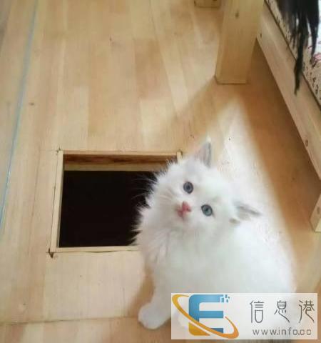 家有懒猫自家养殖精品布偶猫 、疫苗驱虫齐全