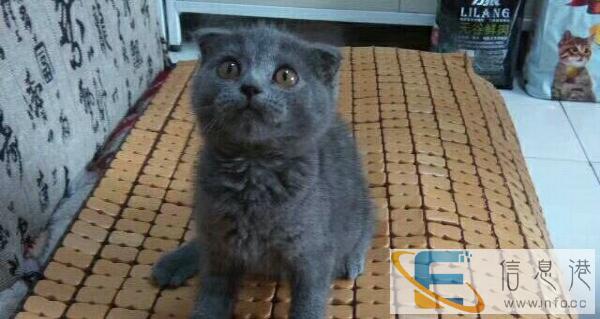 折耳英短蓝猫1500