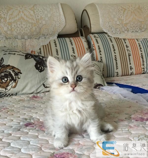 自家养金吉拉宝宝出售