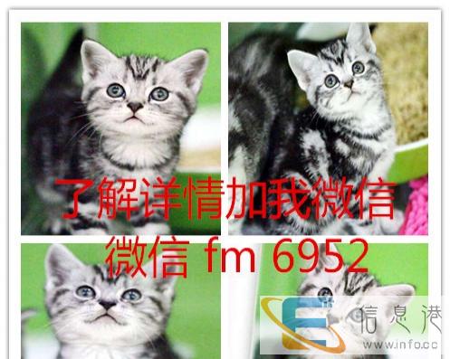 一手批发 寻全国宠物店合作 全国直发空运保健康