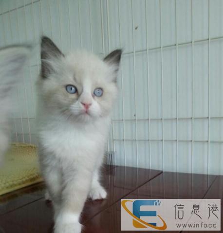 纯种布偶猫出售 大型布偶猫舍 健康品质有保障扫