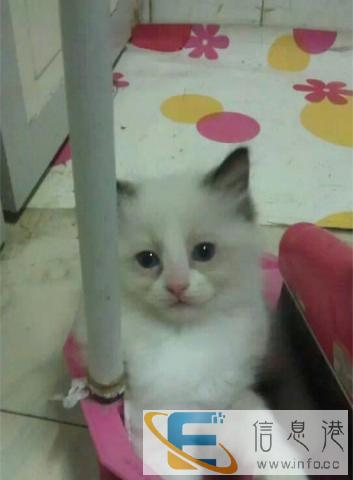 希望给可爱布偶猫猫猫找到好主人