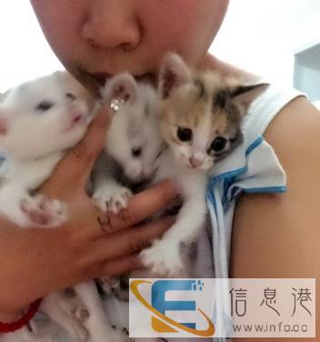 自家喂养刚满月小猫