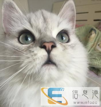 出售自家养的金吉拉猫咪