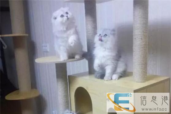 较棒的金吉拉在这 他们都选这家 精品虎斑 有口皆碑