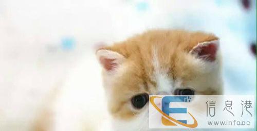 大眼加菲宝贝 实物拍摄 一周内性格不合免费退换