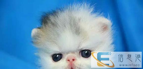 出售纯种加菲猫保健康纯种品相极佳 全国包邮