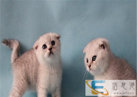 较棒的折耳猫在这 他们都选这家 精品虎斑 有口皆碑