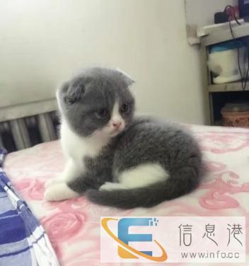 自家两只蓝白英短小母,国庆后找新家啦