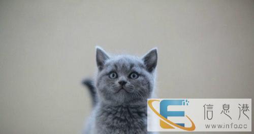 银渐层 英国短毛 可爱猫咪 美国短毛 3个月