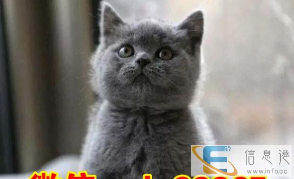 出售超可爱优秀精品蓝猫猫咪品相完美