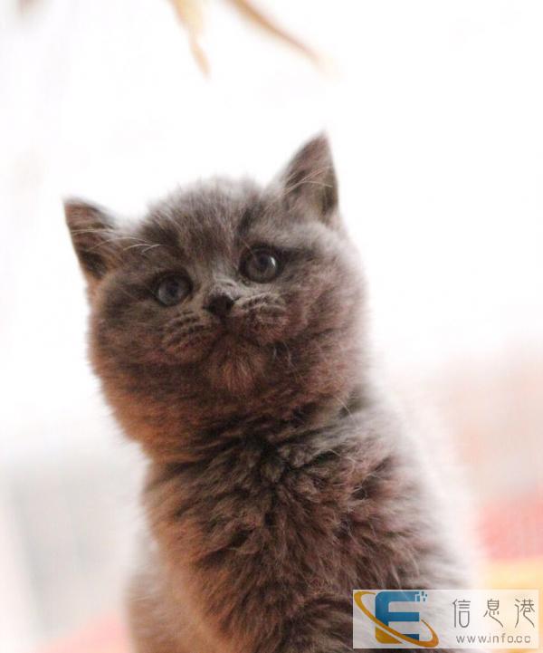 临渭区家养小蓝猫