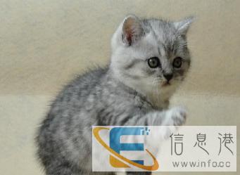 美国纯种短毛虎斑猫 超级可爱粘人品相超好