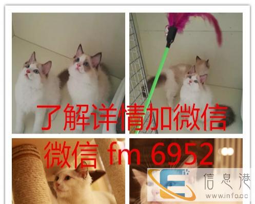 萌萌的折耳猫 另有虎斑 蓝猫 渐层同城可送
