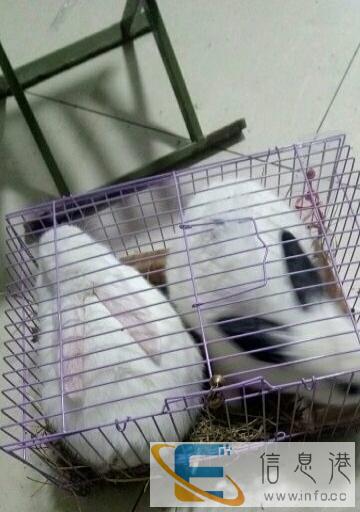 一只白兔一只熊猫兔