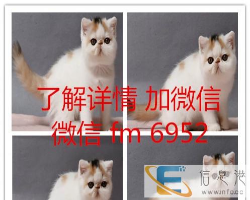 挖煤的来了 家庭繁育暹罗 健康有保障