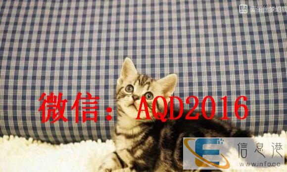 猫舍出售美国短毛猫 美短加白 纯种家养 多只待售 可上门挑选
