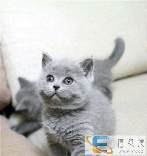 高品质英短蓝猫,品相好性格乖巧 喜欢的看看