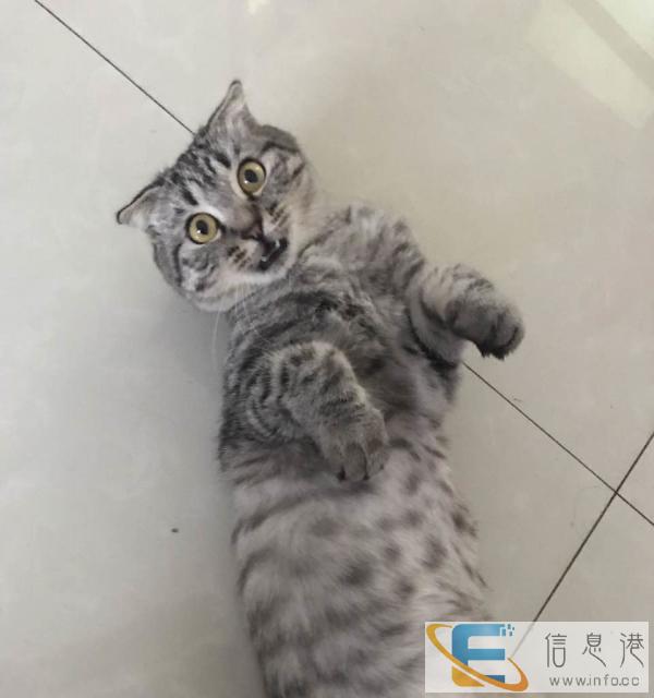 折耳虎斑女宝宝求配种 ,要升级当妈妈