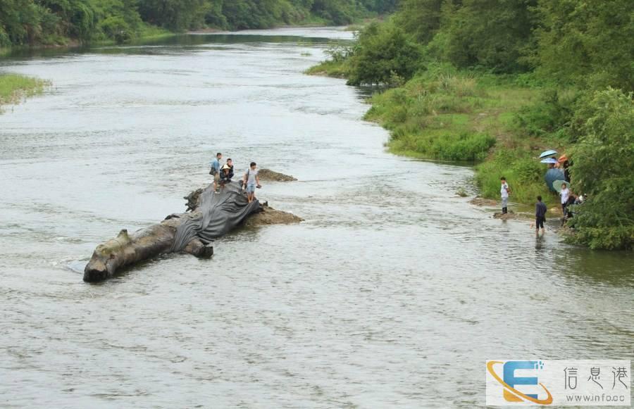 七台河私人长期现金收购猪宝,个人高价收猪宝