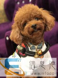 两岁公泰迪求配种,不要钱,只要一只狗宝宝即可