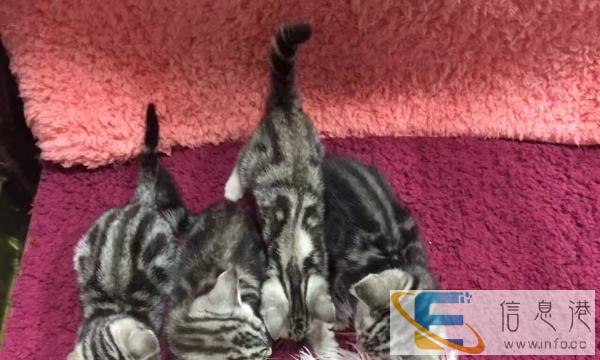 两个月美短标斑