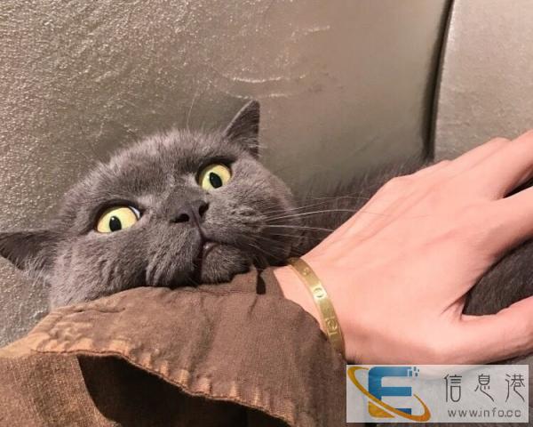 布偶折耳英短波斯