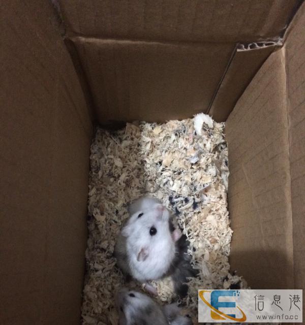 仓鼠幼崽免费赠送