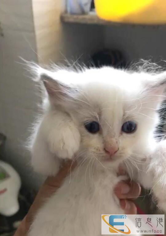 布偶猫幼猫 一个半月刚断奶