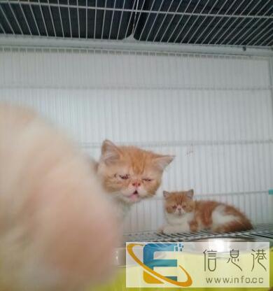 蓝猫,蓝白,加菲猫,暹罗,美短,英短等猫咪